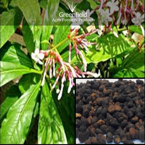 Sarpgandha medicinal  seeds ( Rauwolfia Serpentine )